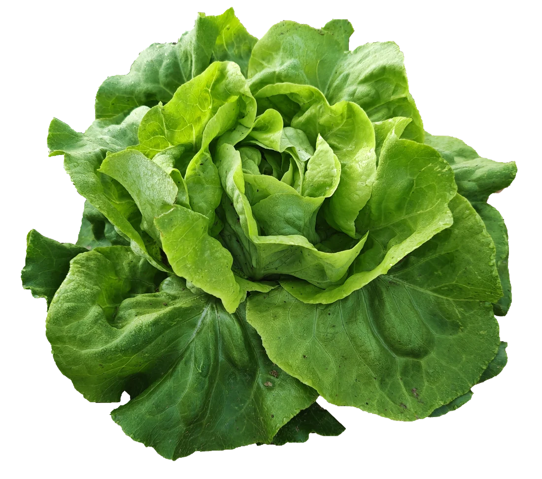 Frisch geernteter Kopfsalat